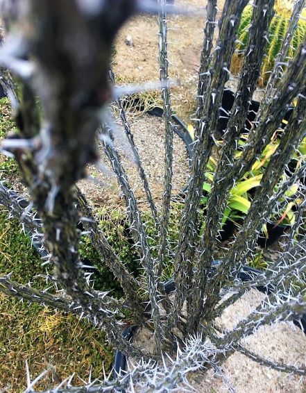 Fouquieria splendens | The Cactus King